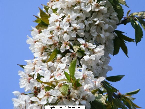 poze fotoklipa floare cires