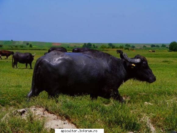 poze fotoklipa bivol