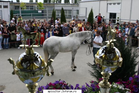 targur apicol galati 2011 foto--5