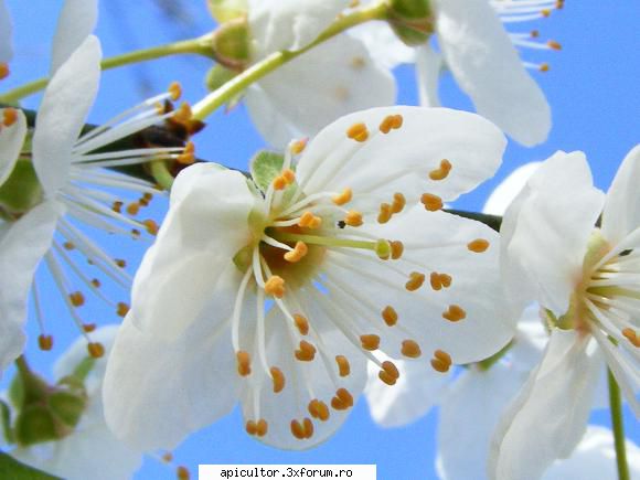 poze fotoklipa florii primavara.