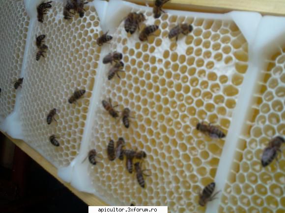 stadiul dezvoltare albinelor 012mircea scris:si care-i legatura dezvoltare fizica cauza. "o