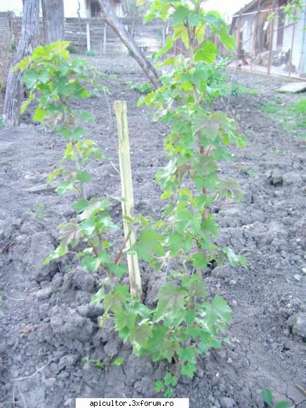 arbusti fructiferi coacaz auriu tot anu