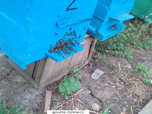 pregatirea albinelor pentru iernare. albinele bat intre ele.