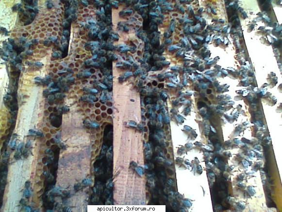 pregatirea albinelor pentru iernare. stupul, albine sunt