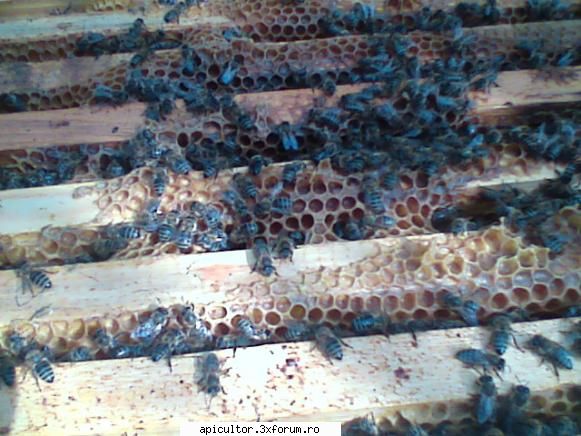 pregatirea albinelor pentru iernare. alta