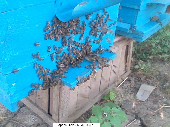 pregatirea albinelor pentru iernare. dupa  minute