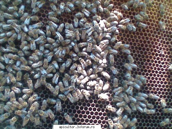 pregatirea albinelor pentru iernare. rama parte