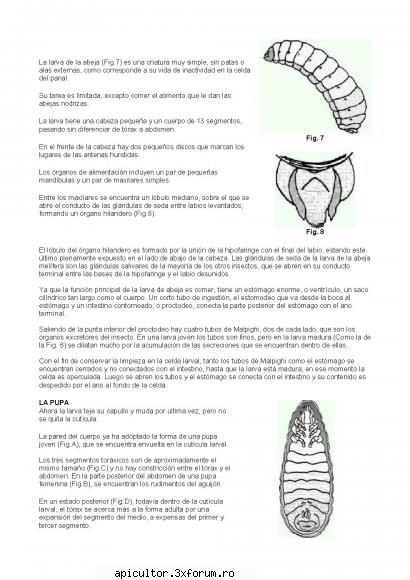 anatomia albinei patru