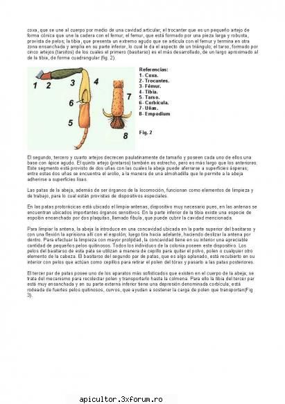 anatomia albinei treispe