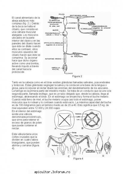 anatomia albinei douascinci