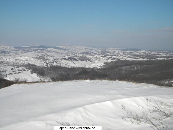 viata stupar voi incepe aceasta pagina fotografie facuta azi ianuarie 2010 padurea salcam din zona