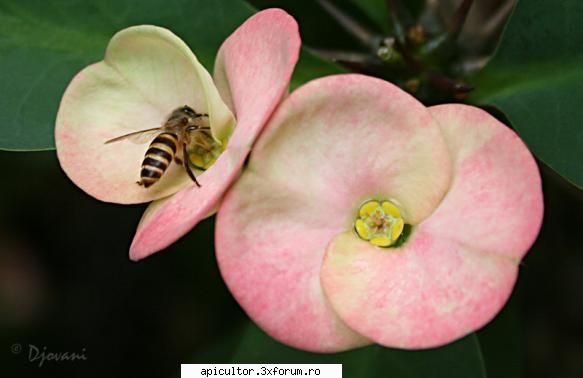 rase albine serie rase ntlnite şi noi, pentru nceput apis cerana