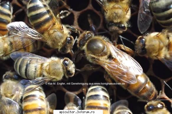 rase albine hibrid buckfast, şi trei stupi
