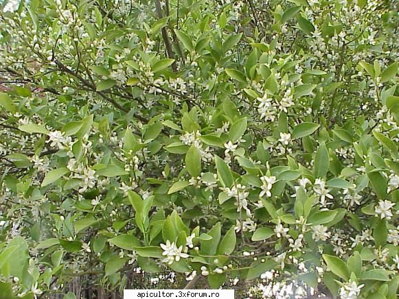 andreirn mandarinul plina floare.