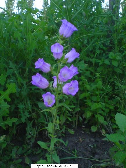 stie cineva planta este aceasta? albinele viziteaza pana seara 8.30 erau polen