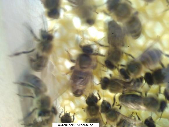 inceputul apicultura rog daca puteti aratati mie poze care sunt albinele laud matca me   
