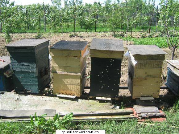 inceputul apicultura uite facuti mana    