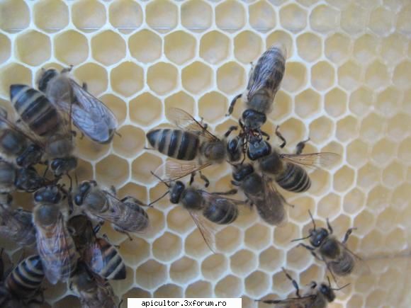 poze albine care hranesc intre ele.