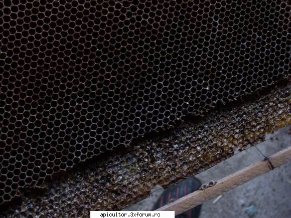 Achizitionez faguri vechi si bostina!! - beestar23 - CUMPARARI PRODUSE APICOLE
