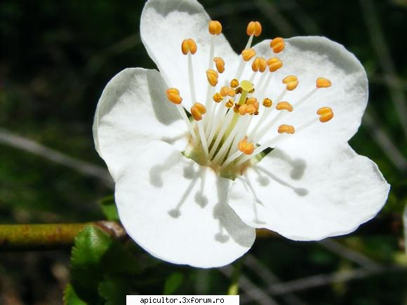 Albine "salbatice" - Si o floare pentru tine - APICULTOR INCEPATOR