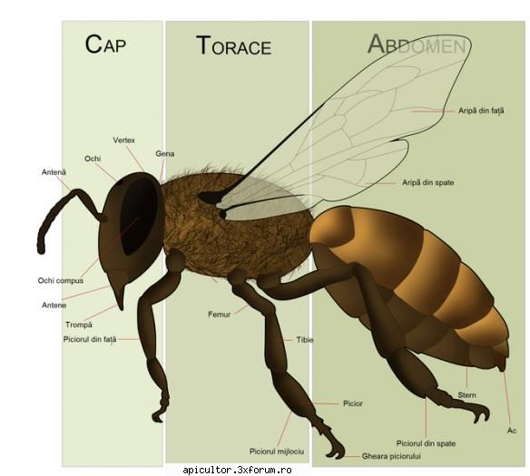 Anatomia albinei - Anatomia albinei astept si alte poze daca aveti - POZE