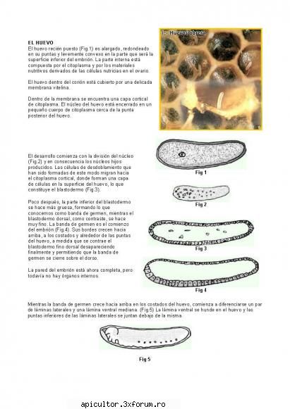 Anatomia albinei - zull - POZE