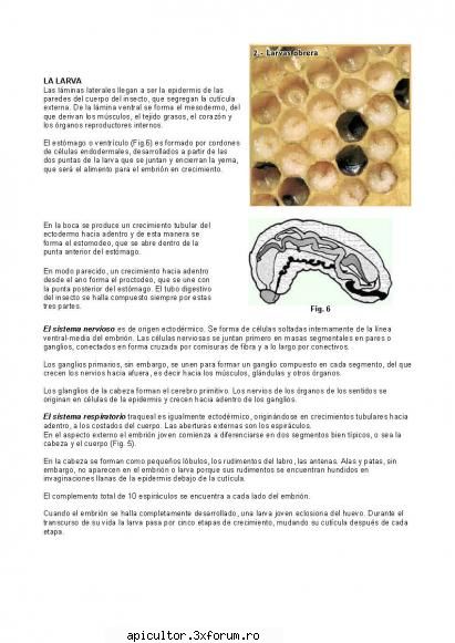 Anatomia albinei - zull - POZE