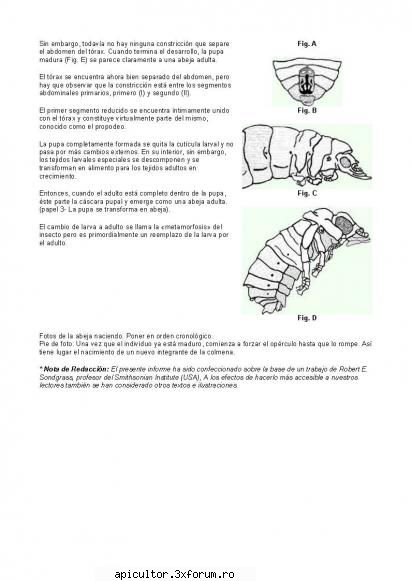 Anatomia albinei - zull - POZE