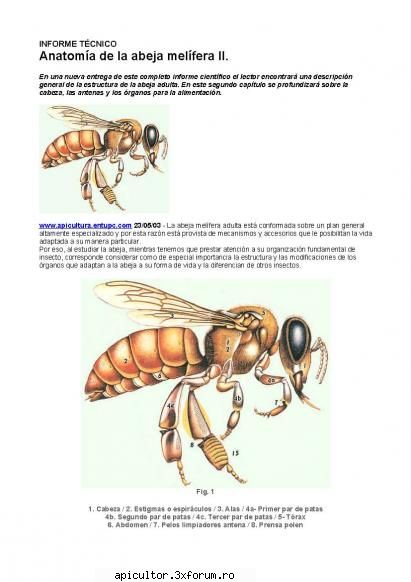 Anatomia albinei - zull - POZE