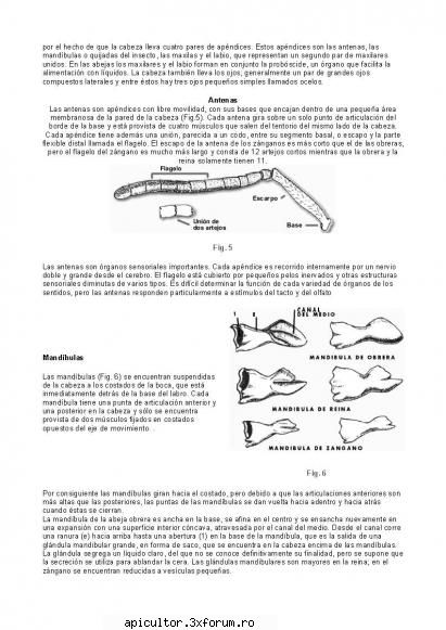 Anatomia albinei - zull - POZE