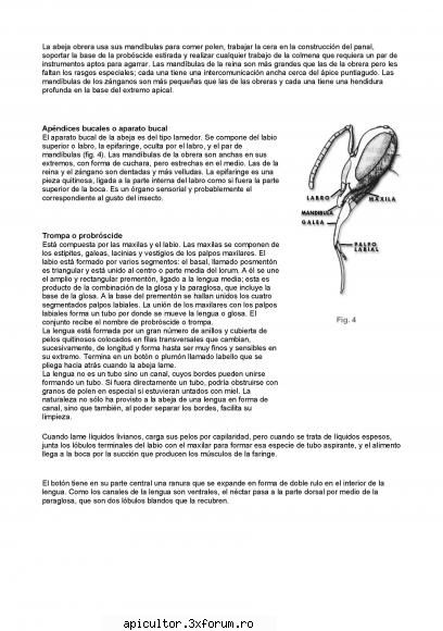 Anatomia albinei - zull - POZE