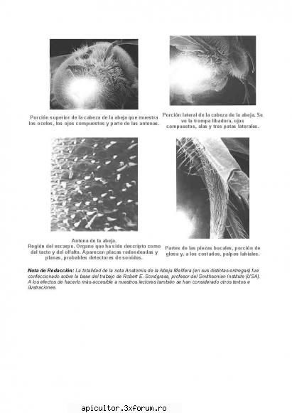 Anatomia albinei - zull - POZE
