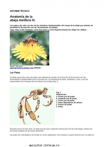Anatomia albinei - zull - POZE