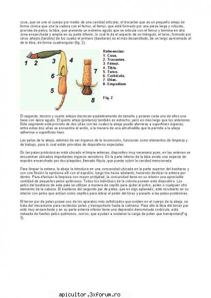 Anatomia albinei - zull - POZE