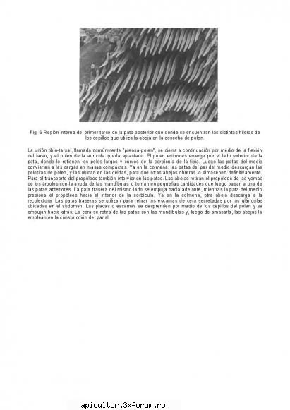 Anatomia albinei - zull - POZE