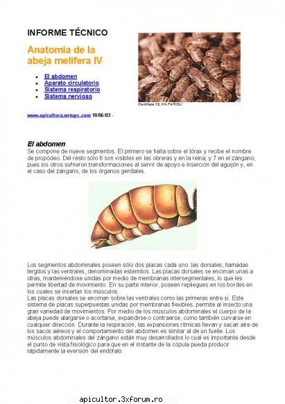 Anatomia albinei - zull - POZE