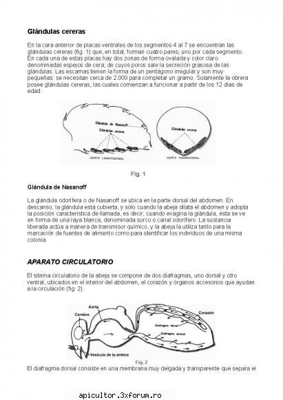 Anatomia albinei - zull - POZE