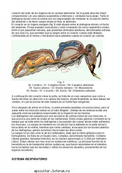 Anatomia albinei - zull - POZE