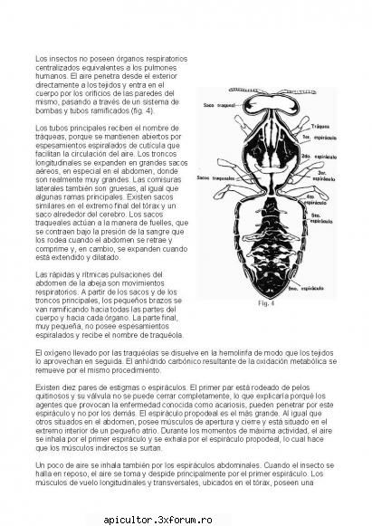 Anatomia albinei - zull - POZE