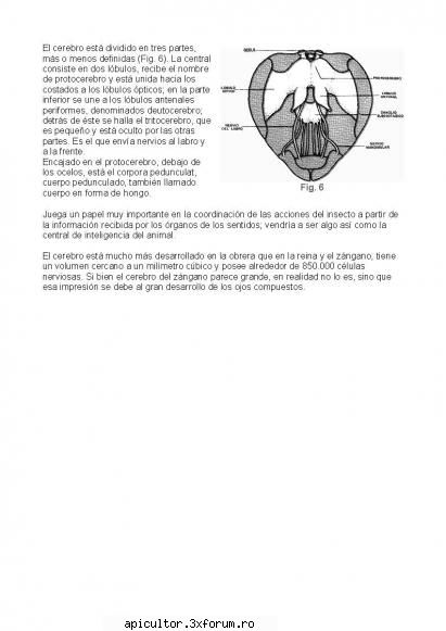Anatomia albinei - zull - POZE