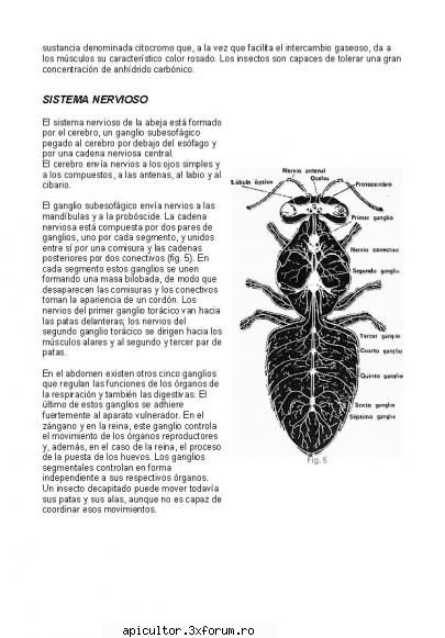 Anatomia albinei - zull - POZE