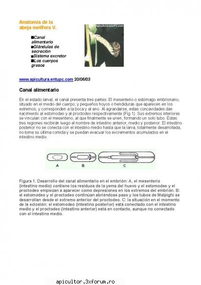Anatomia albinei - zull - POZE