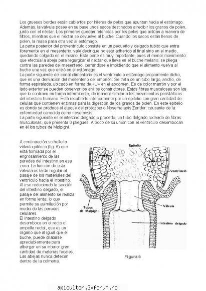 Anatomia albinei - zull - POZE