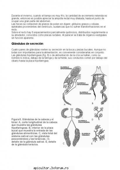 Anatomia albinei - zull - POZE