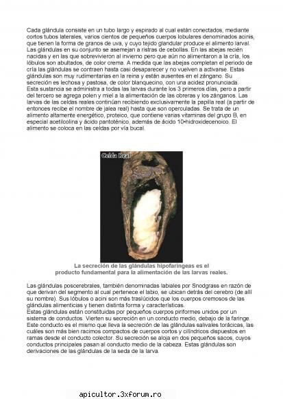 Anatomia albinei - zull - POZE