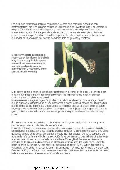 Anatomia albinei - zull - POZE