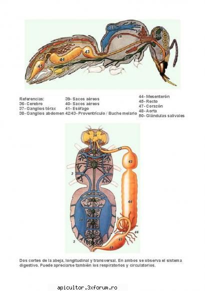 Anatomia albinei - zull - POZE