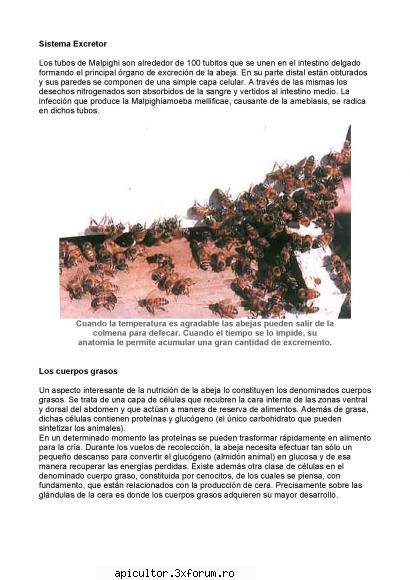 Anatomia albinei - zull - POZE