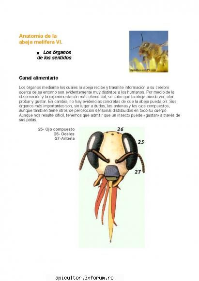 Anatomia albinei - zull - POZE