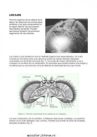 Anatomia albinei - zull - POZE